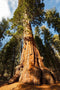 Sequoiadendron giganteum / Mammoetboom - Totale hoogte 60+cm incl. ø 23cm pot