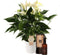 Set Anthurium White Champion en interieur parfum (World of Opportunities) ↨ 50cm - hoge kwaliteit planten
