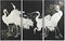 Set van 3 Schilderijen DKD Home Decor Orientaals Reiger (210 x 4 x 140 cm)