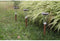 Set van 3 zonnebakens - Canopo - 20 lumen - Beige
