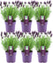 Set van 6 Franse Lavendels - Lavandula stoechas Anouk® 12 cm Ø - Lavendel planten - vers van de kwekerij geleverd - Bij en vlinder vriendelijke planten