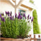 Set van 6 Franse Lavendels - Lavandula stoechas Anouk® 12 cm Ø - Lavendel planten - vers van de kwekerij geleverd - Bij en vlinder vriendelijke planten