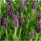 Set van 6 Franse Lavendels - Lavandula stoechas Anouk® 12 cm Ø - Lavendel planten - vers van de kwekerij geleverd - Bij en vlinder vriendelijke planten