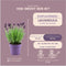 Set van 6 Franse Lavendels - Lavandula stoechas Anouk® 12 cm Ø - Lavendel planten - vers van de kwekerij geleverd - Bij en vlinder vriendelijke planten