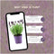 Set van 6 Franse Lavendels - Lavandula stoechas Anouk® 12 cm Ø - Lavendel planten - vers van de kwekerij geleverd - Bij en vlinder vriendelijke planten