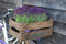 Set van 6 Franse Lavendels - Lavandula stoechas Anouk® 12 cm Ø - Lavendel planten - vers van de kwekerij geleverd - Bij en vlinder vriendelijke planten
