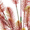 SF Art Plant Myriophyllum Red (40cm)