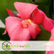 Plant in a Box - Canna 'Cannova' - Bloemriet - Canna Lily Roze - Bloeiende Plant - Pot 17cm - Hoogte 35-45cm