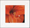 Thea Gouverneur - Borduurpakket met telpatroon - 496A - Voorgesorteerde DMC Garens - Amaryllis - Aida - 15 cm x 14 cm - DIY Kit