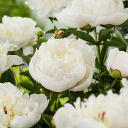 Plant in a Box - Paeonia pioen 'Duchesse de Nemours' - Set van 2 - Pioenen - Bloemknollen - Zomerbloeiers - Tuinbloemen - Wit