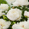 Plant in a Box - Paeonia pioen 'Duchesse de Nemours' - Set van 2 - Pioenen - Bloemknollen - Zomerbloeiers - Tuinbloemen - Wit