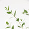 Plant in a Box - Eucalyptus parvifolia 'Oliva' - Set van 2 - Eucalyptusstruik - Tuinplant - Pot 19cm - Hoogte 40-50cm