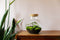 Growing Concepts DIY Duurzaam Ecosysteem Bol - H30xØ18cm
