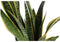 Sansevieria Laurentii ↨ 60cm - hoge kwaliteit planten