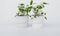 Plant in a Box - Eucalyptus 'Citriodora' - Set van 2 - Eucalyptusstruiken - ⌀15 cm - Hoogte 35 cm - Citroengeur - Tegen muggen