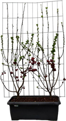 Hedge to Go - Malus Red Sentinel Haag