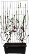 Hedge to Go - Malus Red Sentinel Haag