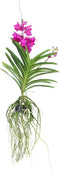 Plant in a Box - Vanda orchidee 'Tayanee Cerise' - Creme-wit - Hoogte 65cm