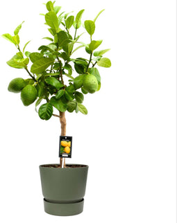 Goed & Groen - Citrus Bergamot in ELHO outdoor sierpot Greenville Rond (groen) - ↨ 85cm - Potmaat 25 - Kwaliteit Planten - Kamer Plant - Kamerplanten - Sfeer