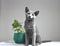 Sheba Kattenvoer - Filets - Garnaal & Oceaanvis & Kip in saus - 16x60g