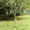 vidaXL - Jute - rol - 200 - g/m² - 0,5x5 - m - 100% - jute