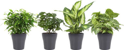 Combibox hippe kamerplanten in Anne Grey keramiek – ↨ 25cm – ⌀ 12cm