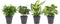 Combibox hippe kamerplanten in Anne Grey keramiek – ↨ 25cm – ⌀ 12cm