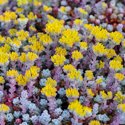 Vetkruid (Sedum spath.) 'Cape Blanco' | 1 stuk | groenblijvende vaste plant | wintergroen | Rotsplant | plant voor rotstuin | alpine plant | 11x11 cm Kwekerspot | winterhard | Geel