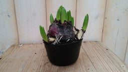 2 stuks! Hyacint roze