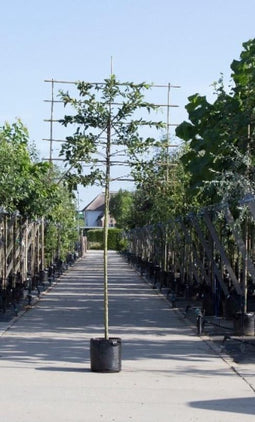 Sierappel als leiboom Malus Red sentinel h 340 cm st. omtrek 16 cm...