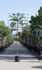Sierappel als leiboom Malus Red sentinel h 340 cm st. omtrek 16 cm...