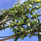 Sierappel als leiboom Malus Red sentinel h 340 cm st. omtrek 16 cm...