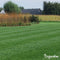 Siergazon Graszaad - Elegant (15kg, 750m2) Organifer - Graszaad Snelkiemend - Graszaad Schaduw - Gazonzaad - Graszaden - NAK Gecertificeerd - Sterk Zelfherstellend - Jaarrond Donkergroene Kleur - Perfect voor Tuin, Park & Siertuin