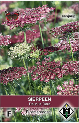 Sierpeen Dara (Daucus carota)