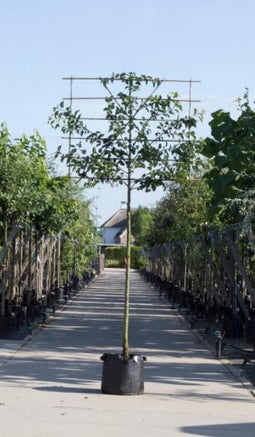 Sierpeer leiboom 240 cm | Pyrus call. 'Chanticleer' 16-20 cm 240 cm| Bomenbezorgd.nl