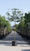 Sierpeer leiboom 240 cm | Pyrus call. 'Chanticleer' 16-20 cm 240 cm| Bomenbezorgd.nl