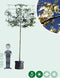 Sierpeer leiboom 240 cm | Pyrus call. 'Chanticleer' 16-20 cm 240 cm| Bomenbezorgd.nl