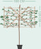 Sierpeer leiboom 240 cm | Pyrus call. 'Chanticleer' 16-20 cm 240 cm| Bomenbezorgd.nl