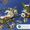 Sierpeer leiboom 240 cm | Pyrus call. 'Chanticleer' 16-20 cm 240 cm| Bomenbezorgd.nl