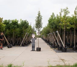 Sierpeer | Pyrus call. 'Chanticleer' 10-14 cm | Bomenbezorgd.nl