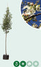 Sierpeer | Pyrus call. 'Chanticleer' 10-14 cm | Bomenbezorgd.nl