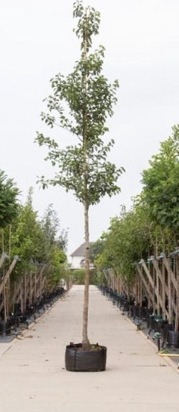 Sierpeer Pyrus call. Chanticleer h 550 cm st. omtrek 19 cm
