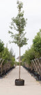Sierpeer Pyrus call. Chanticleer h 550 cm st. omtrek 19 cm