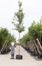Sierpeer Pyrus call. Chanticleer h 550 cm st. omtrek 19 cm