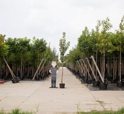 Sierpeer - Pyrus calleryana ‘Chanticleer' 200 - 300 cm totaalhoogte (6 - 10 cm stamomtrek)