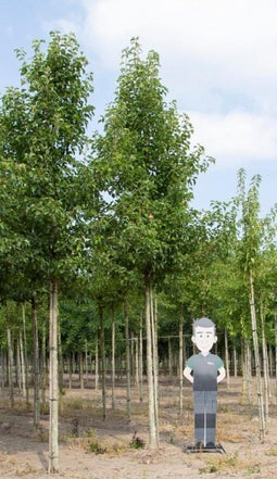 Sierpeer volgroeid Pyrus call. Chanticleer h 625 cm st. omtrek 22,5 cm