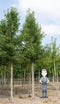 Sierpeer volgroeid Pyrus call. Chanticleer h 625 cm st. omtrek 22,5 cm