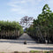Sierpruim als leiboom Prunus cerasifera Nigra h 270 cm st. omtrek 6...