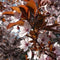 Sierpruim als leiboom Prunus cerasifera Nigra h 270 cm st. omtrek 6...