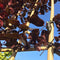 Sierpruim als leiboom Prunus cerasifera Nigra h 270 cm st. omtrek 6...
